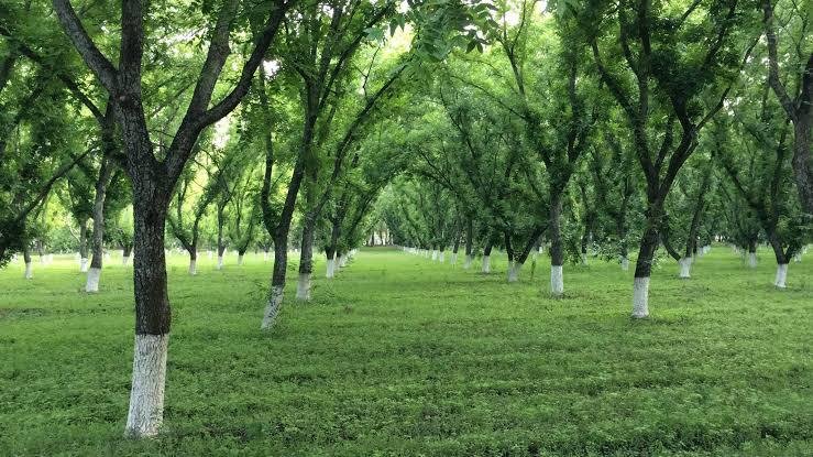 La Nogalera de Jalpa